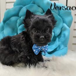 Versace - Black and tan male Yorkshire Terrier puppy in Austin, Texas from Rhine Valley Yorkies