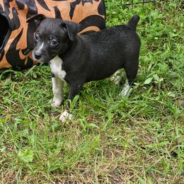 Chupacabra - Black and white female Rat Terrier puppy in Lynn, Alabama from Cryptic Rat Terriers