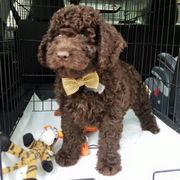 Spanish Water Dog Puppies from Highview Spanish Water Dogs, LLC