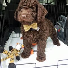 Spanish Water Dog Puppies from Highview Spanish Water Dogs, LLC