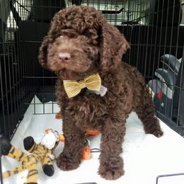 Spanish Water Dog Puppies from Highview Spanish Water Dogs, LLC