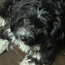 Sophis - Maltese