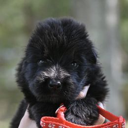 Falcon - Black male German Shepherd puppy in Canton, Texas from WILDWOOD GERMAN SHEPHERDS