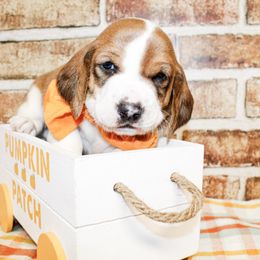 Bennett - Black white and brown male Basset Hound puppy in Antlers, Oklahoma from Rocking H