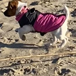 Russell Terrier Puppies from Frog Hollow Farm