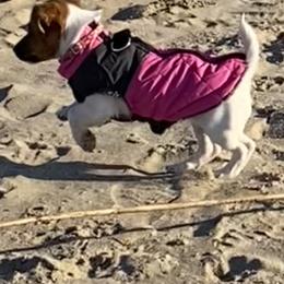 Russell Terrier Puppies from Frog Hollow Farm