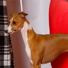 Donut - Italian Greyhound