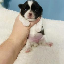 Rose - Chocolate female Shih Tzu puppy in Hawthorne, Florida from Simply Southern Shihtzus