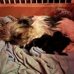 Morkie Puppies from McConnell’s Morkies