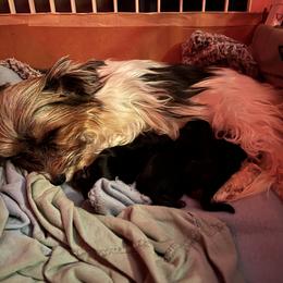 Morkie Puppies from McConnell’s Morkies