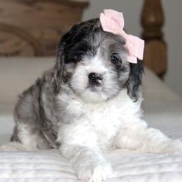 Sage - Merle female Cavapoo puppy in Apple Creek, Ohio from Arlene Hershberger