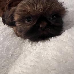 Shih Tzu Puppies from Jodi’s Shihtzus