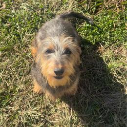 Gigi - Dachshund