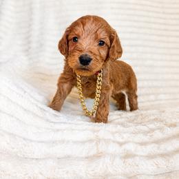 F1B Goldendoodle Surfer - Red  male Goldendoodle puppy in Redding, California from Casa Delarosa Collective Poodles & Doodles