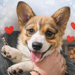 Doc - Sable male Pembroke Welsh Corgi puppy in Pilot Rock, Oregon from L2H Corgi's