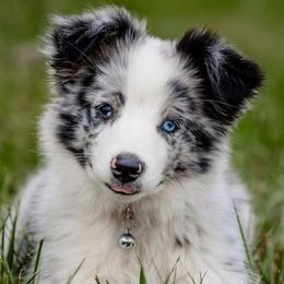 Toy Australian Shepherds from Follow Thru Farms