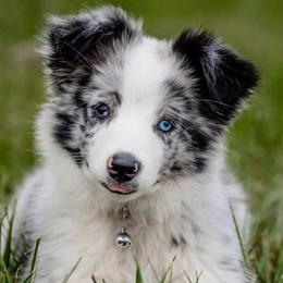 Toy Australian Shepherds from Follow Thru Farms