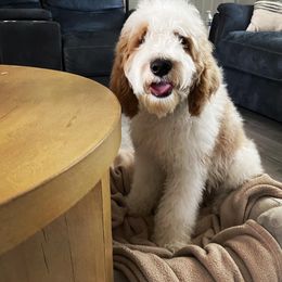 Boy 4 - Parti Goldendoodle puppy in Modesto, California from Two Doods Doodles