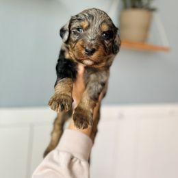 Boy 1 - male Bernedoodle puppy in Las Vegas, Nevada from Dose of Doodles