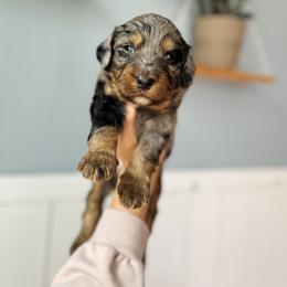 Boy 1 - male Bernedoodle puppy in Las Vegas, Nevada from Dose of Doodles