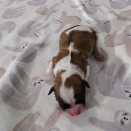 Luke - Red sable male Havanese puppy in Cleveland, Texas from 7th Heaven Havanese of Texas