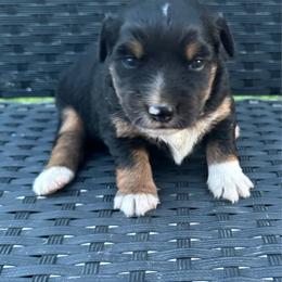 Elsa - Black tri female Miniature Australian Shepherd puppy in Stuart, Iowa from Arbor Hill Aussies