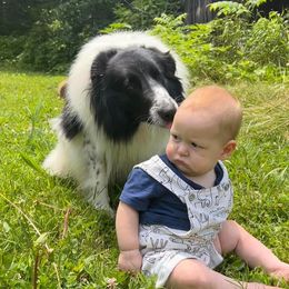Old Time Scotch Collies from Franklin Farm Collies
