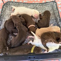 Sarafina - Brown female Lagotto Romagnolo puppy in Chicago, Illinois from Midwest Lagotto Romagnolo