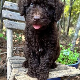 Goldendoodle Puppies from 24 Karat Doodles