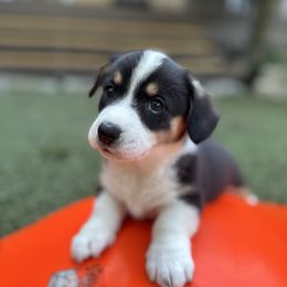 Millie - Black and white female Cardigan Welsh Corgi puppy in Wekiwa Springs, Florida from It is Corgiland