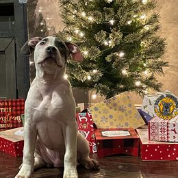 Boy 5 - White American Bully puppy in Oak Grove, Kentucky from Warhorse Kennel