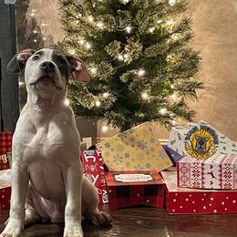Boy 5 - White American Bully puppy in Oak Grove, Kentucky from Warhorse Kennel