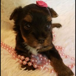 Girl 1 - Black and gold female Yorkshire Terrier puppy in Marion Station, Maryland from Anna's Yorkie Treasures