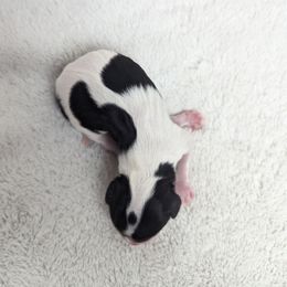 Tri boy - Tri-color male Cavalier King Charles Spaniel puppy in Seymour, Missouri from Painted Blessing's AKC Cavaliers LLC