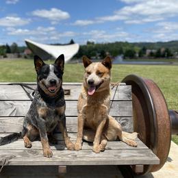 Australian Cattle Dog Puppies from Heirloom Ranch