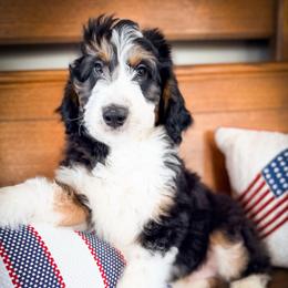 D'Angelo - male Australian Mountain Doodle puppy in Tipton, Indiana from Country Creek Doodles