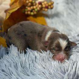 1 - Red merle female Toy Australian Shepherd puppy in Ambrose, Georgia from Brandilyn's Aussies