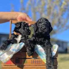 Labradoodle and Poodle Puppies from PawfectBud