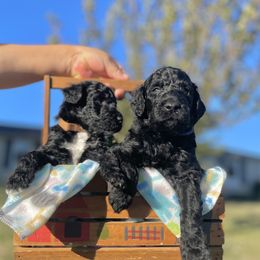 Labradoodle and Poodle Puppies from PawfectBud