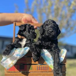 Labradoodle and Poodle Puppies from PawfectBud