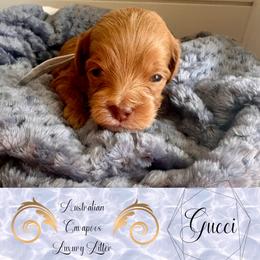 Gucci (grey) - Red male Cavapoo puppy in West Haven, Utah from Harper Haven Cavapoos & Doodles