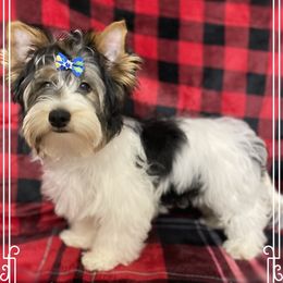 Biewer Terrier Puppies from Southern Star Biewers