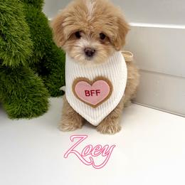 Zoey - Apricot female Maltipoo puppy in Buford, Georgia from Petite Posh Puppies