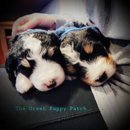Bernedoodle Puppies from The Great Puppy Patch