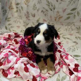 Orion - Black tri male Miniature Australian Shepherd puppy in Ellendale, North Dakota from Ark Acres Kennels