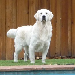 Golden Retrievers from Wyndance Goldens