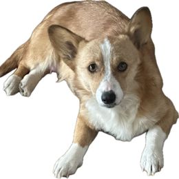 Roxy - Pembroke Welsh Corgi