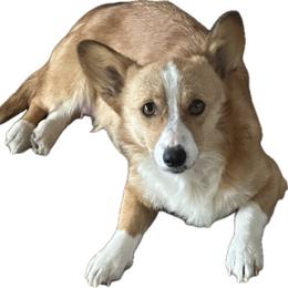 Roxy - Pembroke Welsh Corgi