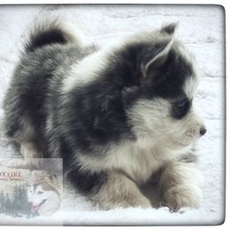 Pomsky Puppies from Foxfire Arctic Spitz