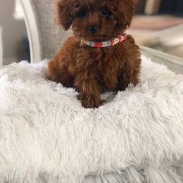 Poodle Puppies from Premier Poodle